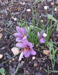 Bouquet de Crocus sativus linnaeus en pleine terre pendant la récolte 2012. Le safran du terroir, au coeur de la Provence, dans le Vaucluse, en pleine floraison.